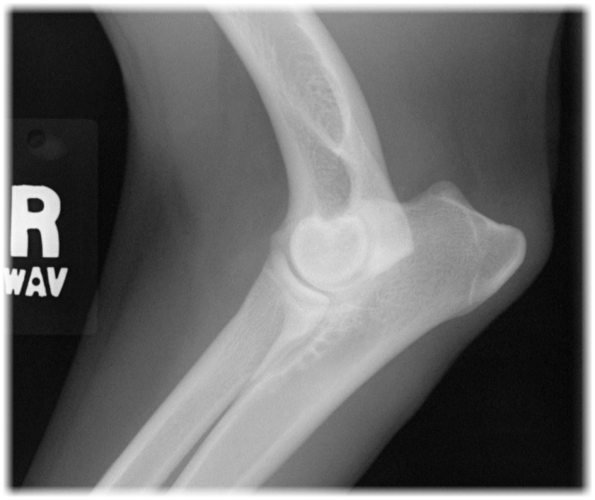 Radiographic Positioning of the Dog Elbow